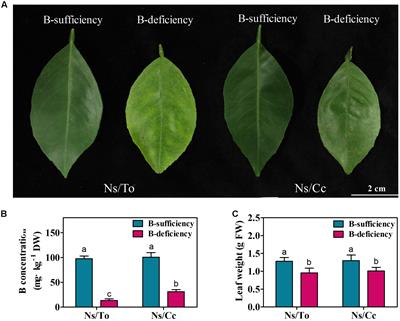 Transcriptome Changes Associated with Boron Deficiency in Leaves of Two Citrus Scion-Rootstock Combinations